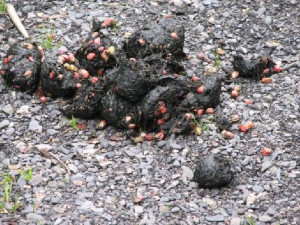 Thread: Holy Crap! (deer poop pic)