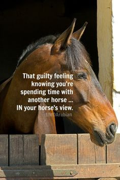 Horse Quotes