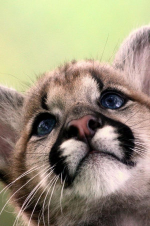 Baby Cougar Wallpaper Animals