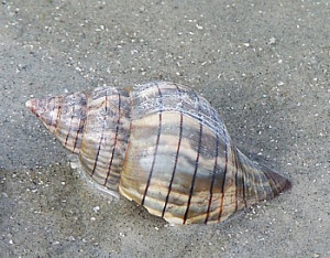 live Striped Hermit Crab in a Banded Tulip shell being released ...