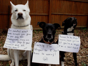 Thanksgiving Reminder from your Dog