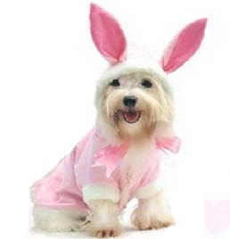 Cute Dogs in Bunny Suit