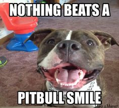 Nothing beats a PitBull smile!! Dogs, PitBulls, funny, love More
