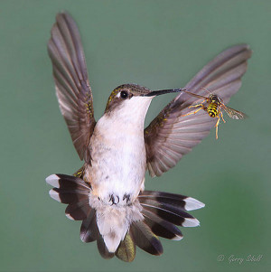 Float like a hummingbird…Sting like a bee.