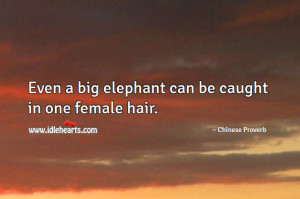 Even A Big Elephant Can Be Caught In One Female Hair.