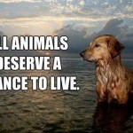 Quote-for-animals-lovers-150x150.jpg