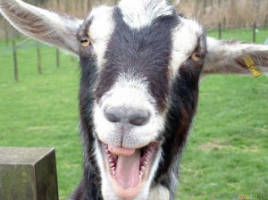 ... pictures/funnypics/animals/goat/funny_goat_picture_24.jpg[/img][/url
