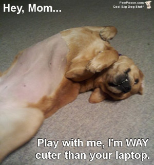 Funny Image Collection