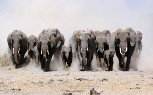 fond ecran hd animal elephant horde marche poussière wallpaper dust ...