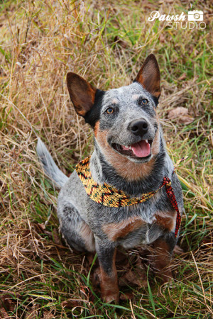 Dogs Would Say Dog Quote