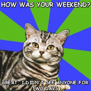 memes > Introvert Cat > how was your weekend? great, i didn'