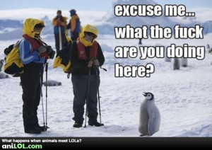 Funny Vote For Me Quotes Excuse me? funny animal