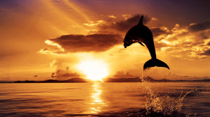 10 Un meraviglioso delfino al tramonto