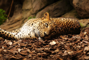 leopardo leopard wallpaper