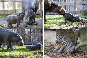... Photos of the Day: Baby Pygmy Hippo, Red Arrows, Joan Rivers Quote