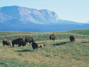 Grassland Biome Best HD Image
