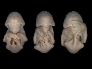 Bat embryos – Molossus rufus (black mastiff bat) – photographed by ...