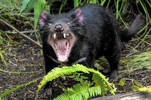 Tasmanian devils face extinction from rare and contagious cancer