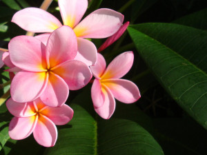 Flores Hawaianas Wallpapers Hawaii Dermatology picture