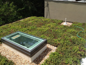 Capitol Hills, Dc Roof, Green Roof, Washington Dc, Cubiertas Vegetales ...