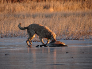 canada goose hunting hunting nebraska hunting waterfowl hunting youth