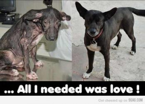 Are you aganst Animal abuse?