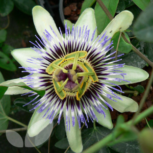 Passiflora Caerulea Blue Passion Flower
