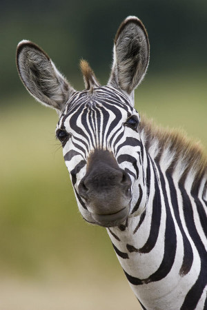 ... people with the negative outlook or opinion. Quotes, animals, zebras
