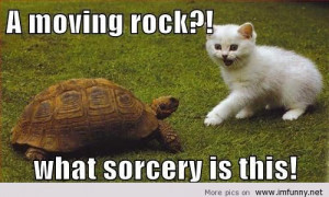 MOVING ROCK CAT TURTLE FACEBOOK FB NEWSFEED PHOTO