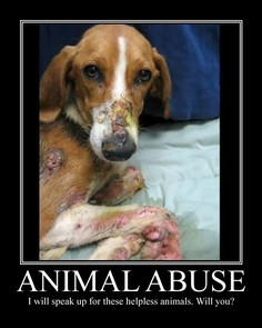 Animal Abuse :( - animal-rights Photo