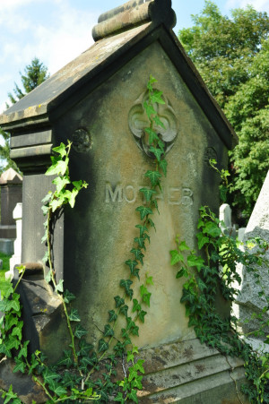 Chemical Weathering Living Organisms