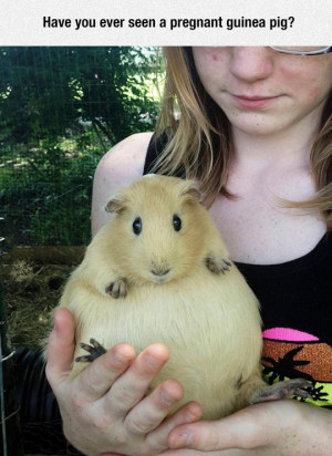 funny-pregnant-guinea-pig-cute