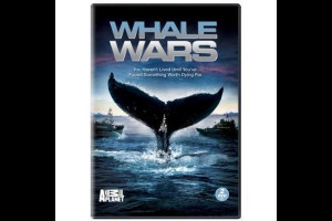 Whale Wars Picture Slideshow