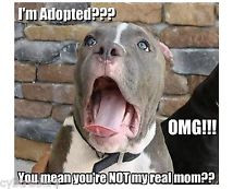 Funny Adopted Pit Bull Terrier Dog Refrigerator / Tool Box Magnet