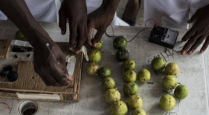 Category Archives: South Africa