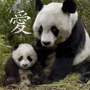Cute Giant Panda Pictures