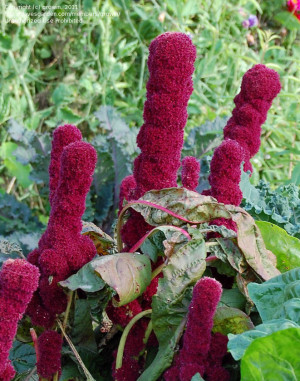 Bleeding Love Bad Romance