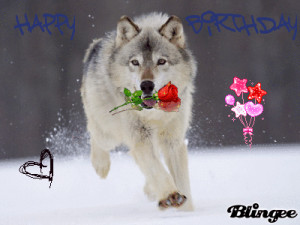 ... gaia guilds howling grey wolf beautiful wolf says happy birthday