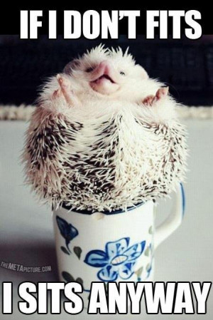 Related Pictures funny hedgehog pics