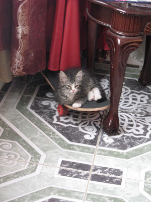 our cat moe moe images