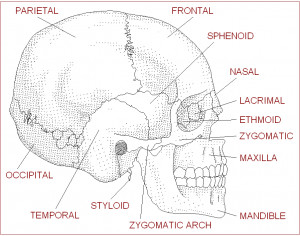 human anatomy skeleton. human anatomy,
