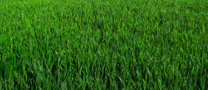 About: Facebook cover with picture of green corn field pattern