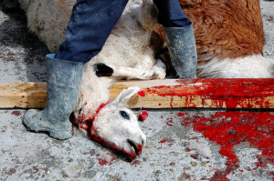 Tag Archives: Caskie Stinnett