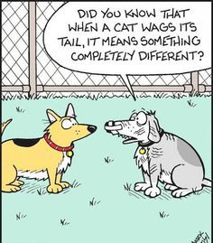 Funny Dog Cat Tail Wag Cartoon Picture More