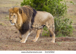 Strong Lion A strong lion looks for his