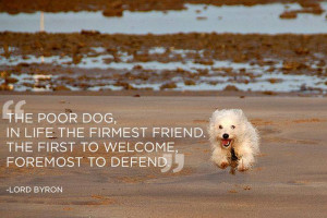21 Great Quotes about Pets — After reading these quotes you will ...