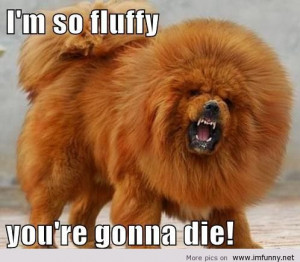 Funny chow chow pic with sayings | Funny Pictures, Funny Quotes ...