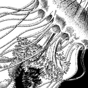 Jellyfish Line Drawing
