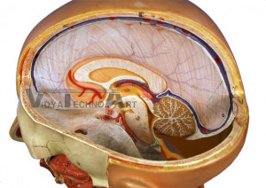 Cranial Cavity Organs