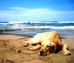 golden-retriever-chilling-at-the-beach.jpg